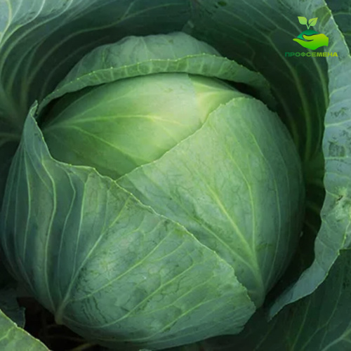 FA-050-34 Шёлковое платье с бантом “D&G” ЛЕОПАРД одежда для кукол 29 см типа Барби